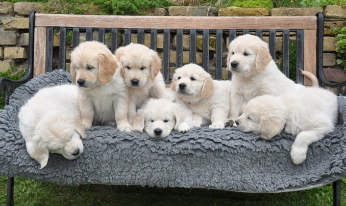 A-Wurf Golden Retriever vom Ahornhof