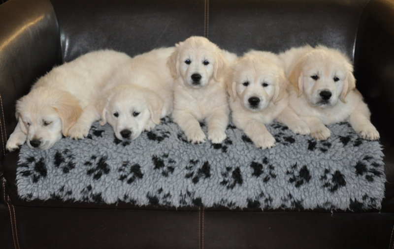 B-Wurf Golden Retriever vom Ahornhof