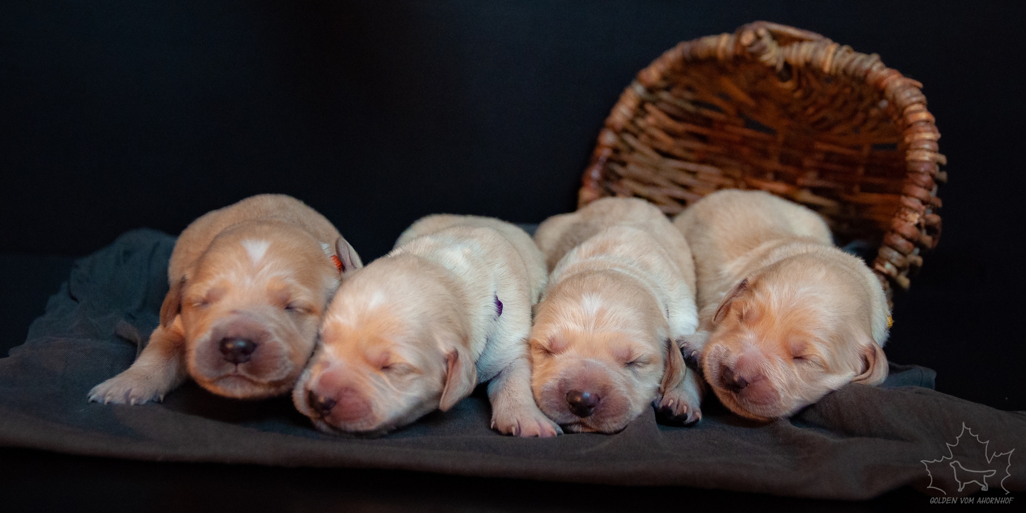 Golden Retriever vom Ahornhof