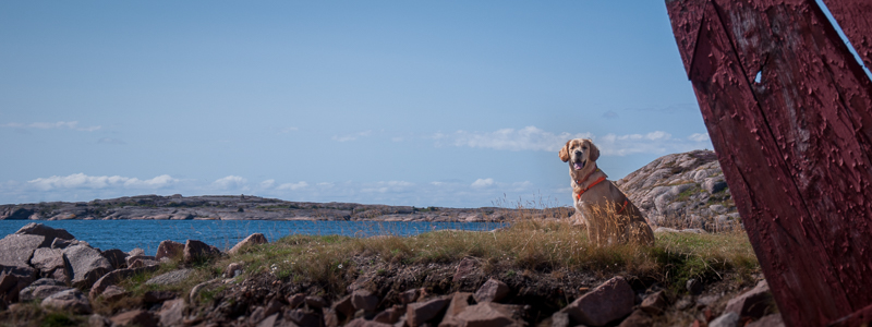 Golden Retriever vom Ahornhof