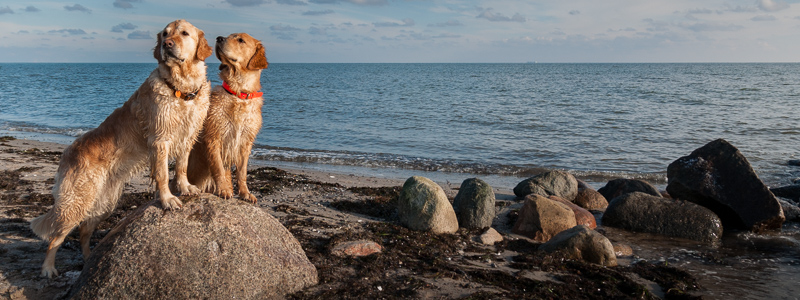 Golden Retriever vom Ahornhof