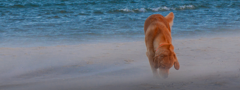 Golden Retriever vom Ahornhof