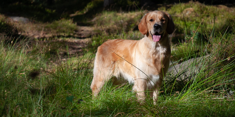Golden Retriever vom Ahornhof