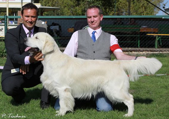 Golden Retriever vom Ahornhof