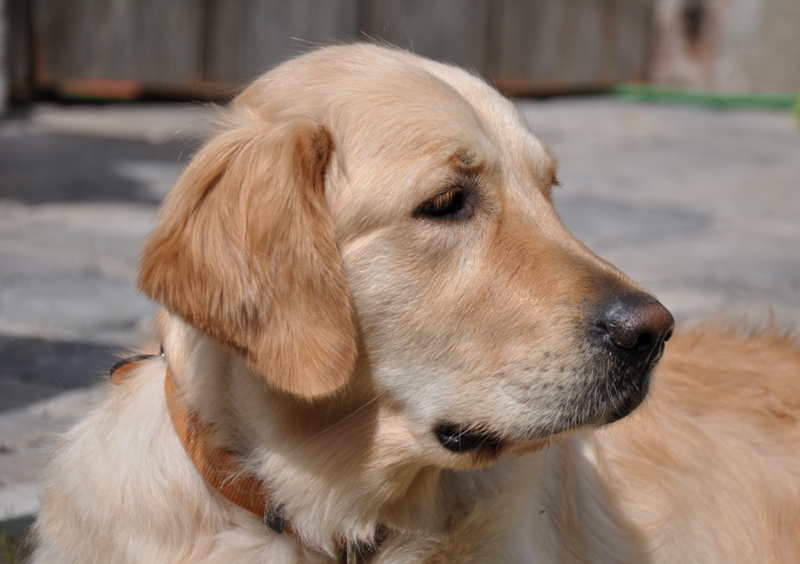 Golden Retriever vom Ahornhof
