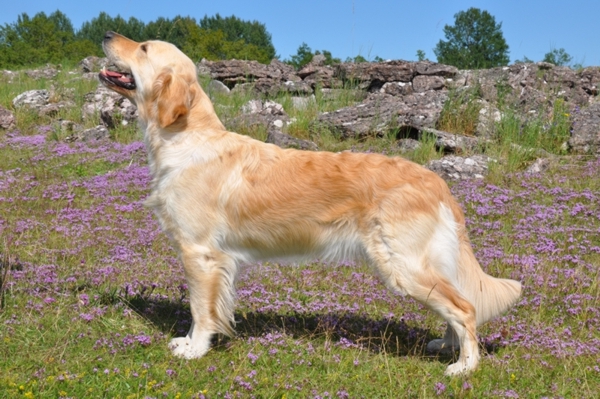 Golden Retriever vom Ahornhof