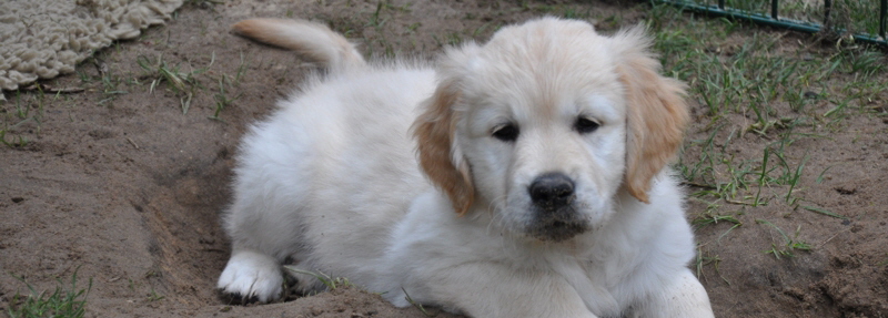 Golden Retriever vom Ahornhof