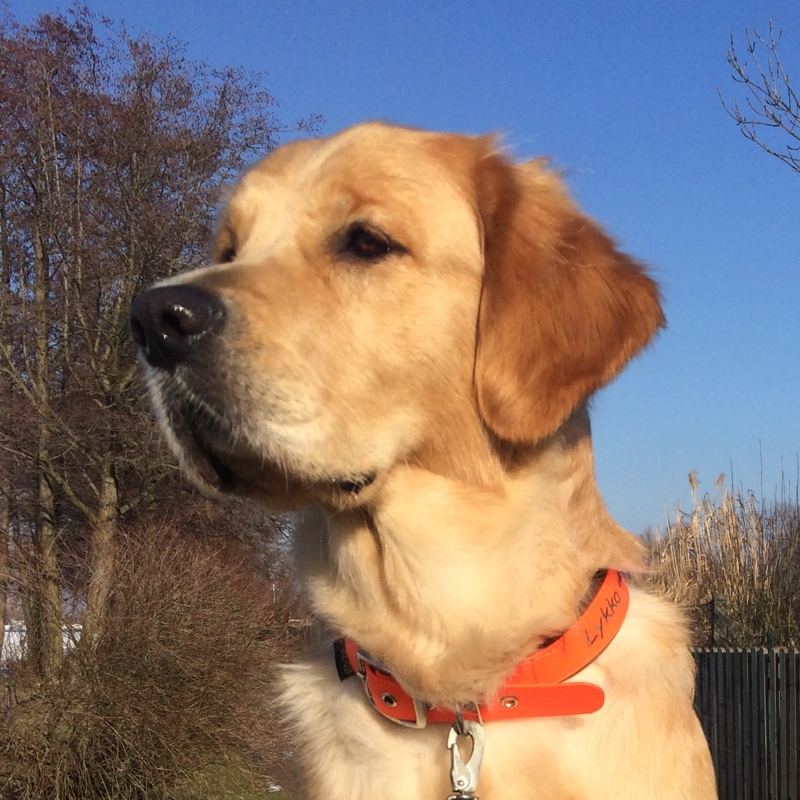 Golden Retriever vom Ahornhof