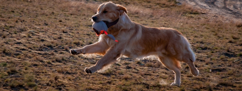 Golden Retriever vom Ahornhof
