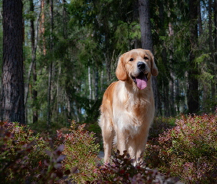 Golden Retriever vom Ahornhof