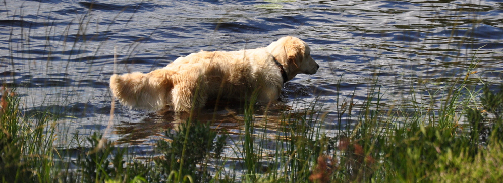 Golden Retriever vom Ahornhof