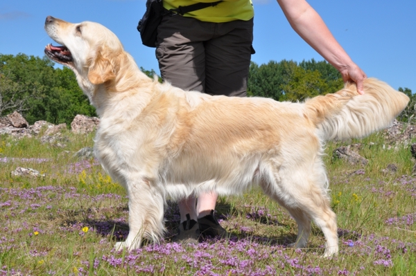 Golden Retriever vom Ahornhof