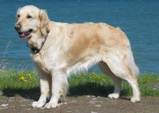 Golden Retriever vom Ahornhof