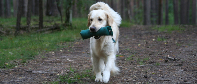 Golden Retriever vom Ahornhof