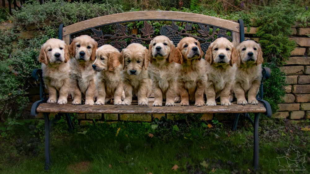 Golden Retriever vom Ahornhof