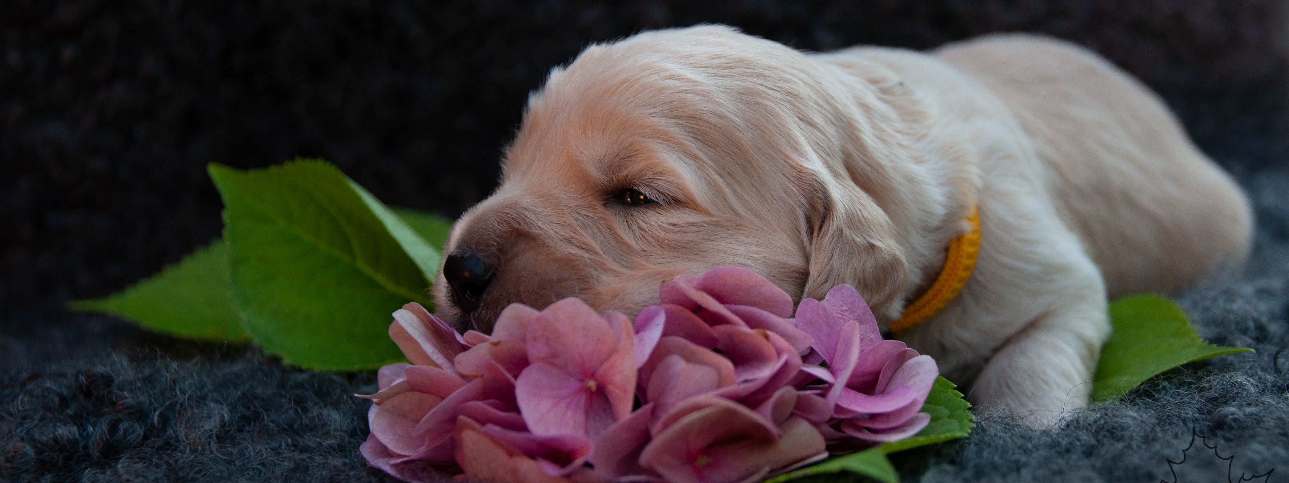 Golden Retriever vom Ahornhof