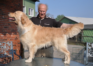 Golden Retriever vom Ahornhof
