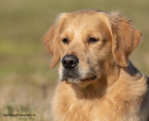 Golden Retriever vom Ahornhof