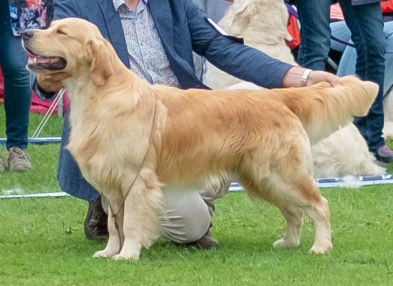Golden Retriever vom Ahornhof