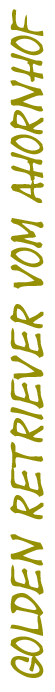 golden vom ahornhof