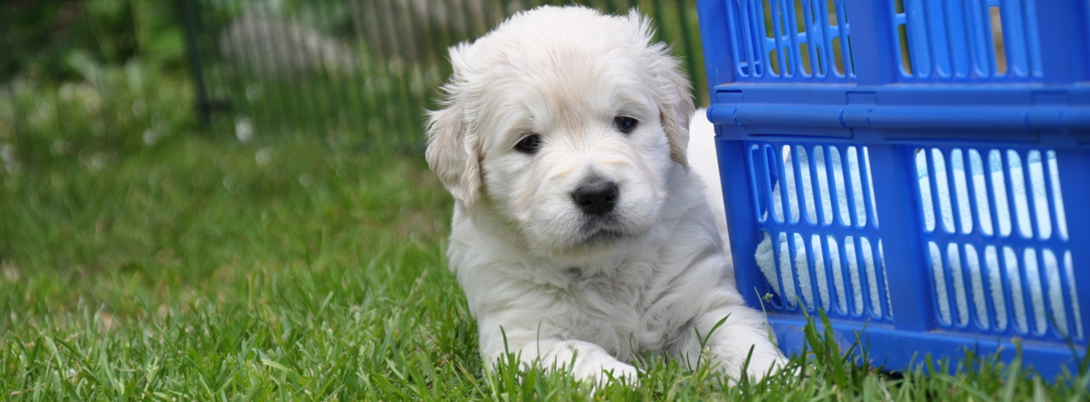 Golden Retriever vom Ahornhof